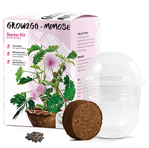 GROW2GO Mimosa Pudica Starter Kit de cultivo - Mini Invernadero, semillas de Mimosa y juego de plantación de tierra - idea de regalo sostenible para los amantes de las plantas