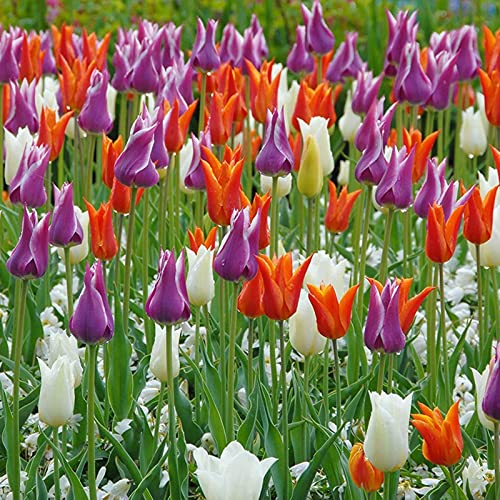 Haloppe 100 piezas de semillas de plantas de flores de tulipán para plantar en el jardín del hogar, semillas de flores saludables perennes naturales para patio de parque Semilla de tulipán