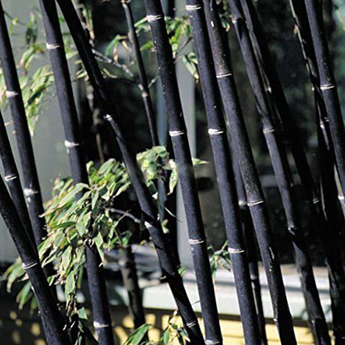 Haloppe 100 Unids Semillas de Plantas de Bambú para la Plantación de Jardín en Casa, Phyllostachys Pubescens Semillas de Bambú Plantas de Jardín en Casa Ornamentales Semillas de bambú negro
