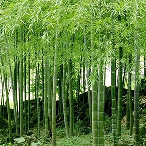 Haloppe 100 Unids Semillas de Plantas de Moso-Bambú para la Plantación de Jardín en el Hogar, Negro Púrpura Verde Phyllostachys Pubescens Semillas de Moso-Bambú Plantas de Jardín Verde