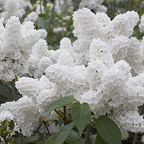 Haloppe 50 piezas de semillas de plantas de flores de lila japonesas blancas para plantar en el jardín del hogar, semillas de lilas japonesas blancas para patio 50 pcs