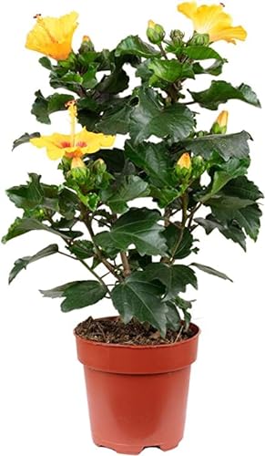 Hibiscus Natural Planta Conocida como la Flor de Jamaica