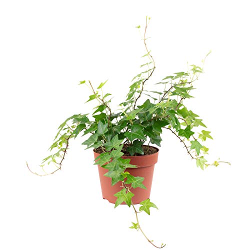 Hiedra común verde – Planta de interior real, Hedera helix – Altura aprox. 20 cm, diámetro de la maceta 13 cm