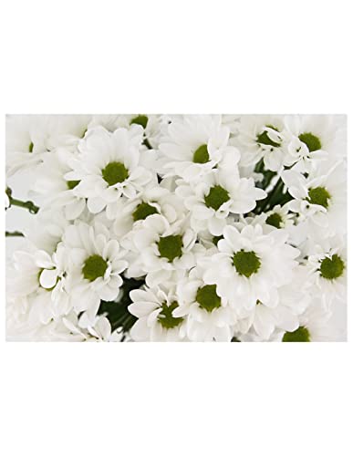 JARDIN202 - Margarita Crisantemo | Flor Natural | Crisantemo Bacardi | Ramo de 5 tallos | 70cm de alto | Blanco