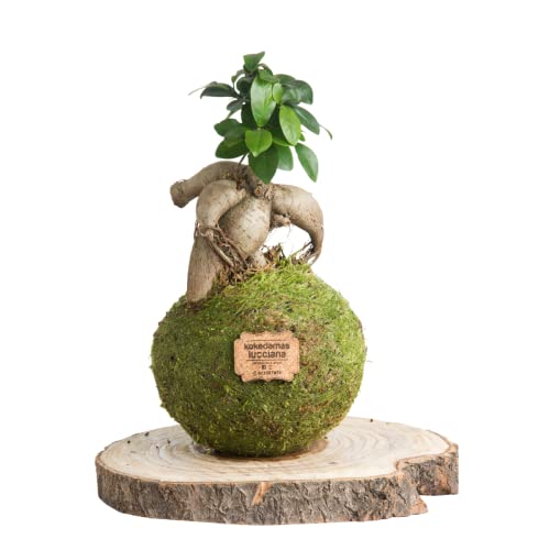 Kokedama Ficus Ginseng Natural - Kokedama Interior | Bola de Musgo Vivo | Planta Natural | Planta Interior o Planta Exterior | Decoración Hogar | Fácil Cuidado y Mantenimiento