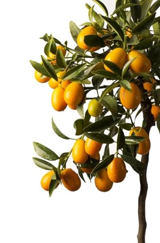 Kumquat Natural Árbol Frutal de Citricus Japonica - Naranjo Enano