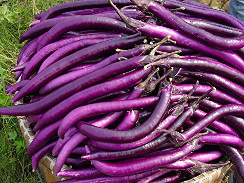 la semilla de berenjena púrpura 200PC. semillas de plantas hortícolas verde natural. Sencillo establecimiento del jardín