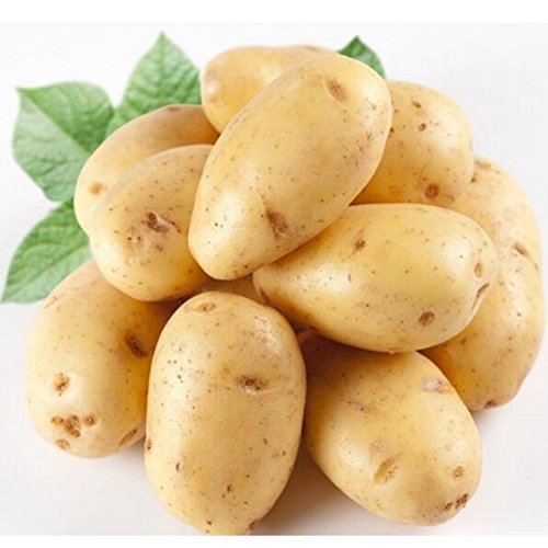 Las semillas de patata Antiarrugas Nutrición vegetal verde para jardín plantando semillas de patata absorción de la radiación 10 semillas / Paquete