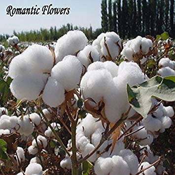 Las semillas del jardín de DIY Planta de algodón blanco Gossypium envío 30 partículas / Bolsa