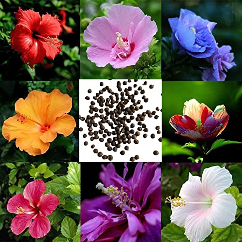 LovePlz 200 unids Hibiscus Flower Semillas Decoración Vibrante y prolífica Alta tasa de Supervivencia Semillas de Flores Jardín Multicolor
