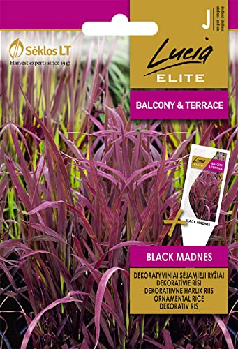 Lucia Elite | Semillas de ARROZ ORNAMENTAL BLACK MADNES | semillas de flores | semillas de plantas | semillas de jardín | 1 paquete