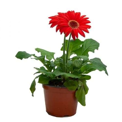 Margarita Africana Natural - Planta de Gerbera con Flores y de Cultivo Exterior