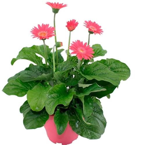 Margarita Africana o Gerbera Flor Viva Ideal para Cultivar en el Exterior del Hogar