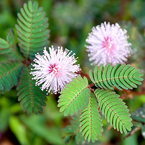 Mimosa, semillas de plantas sensibles - Mimosa pudica