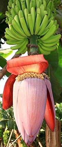 Musa balbisiana gigantea - plátano de fruta japonesa - 10 semillas -