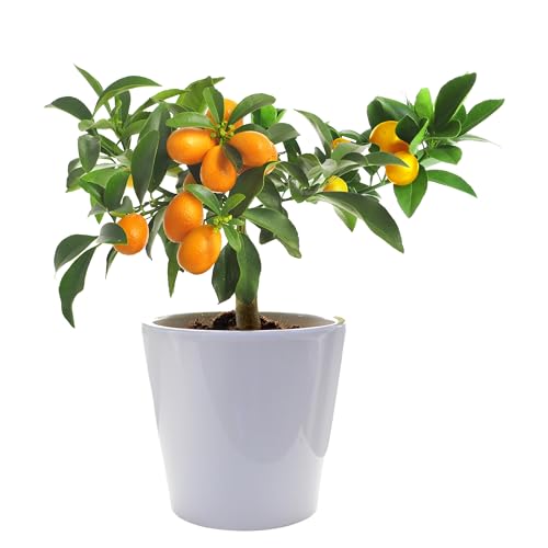 Nagami Kumquat - Naranjo Enano - Cítricos Comestibles - Maceta Cerámica - Planta Viva Preciosa para Tu Jardín o Balcón