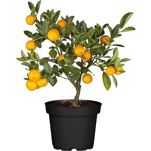 Naranjo Pequeño CALAMONDIN Kumkuat Natural Planta 30/35CM Citrus Enano