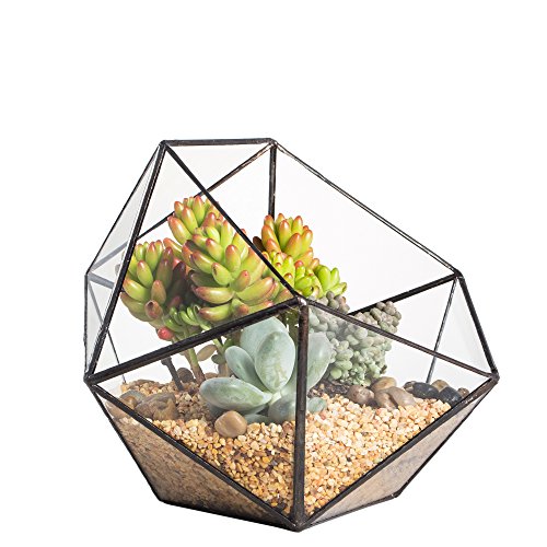 NCYP Moderno terrario poliédrico Triangular de Cristal, de fabricación Artesanal, para Plantas suculentas, bonsáis o Cactus(sin Plantas Incluidas)