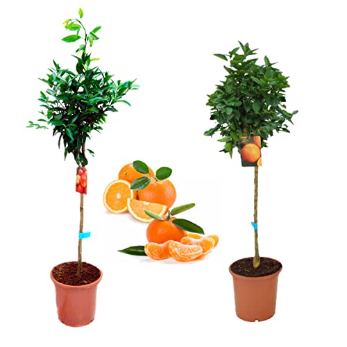 Pack Limonero - Naranjo - Pomelo - Mandarino Planta Natural - (Altura 110 Cm) Maceta 22 cm (Pack Mandarino + Naranjo)