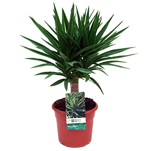 Palmera Yucca Elegans (Altura 70 Cm aprox) -Palmera Natural de decoración - Palmera de Interior y Exterior - Planta Viva