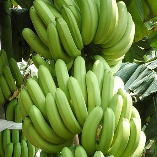PERZOE 100 piezas de semillas de plátano, jardín al aire libre deliciosa planta de árbol de fruta comestible dulce Semillas de plátano 100pcs