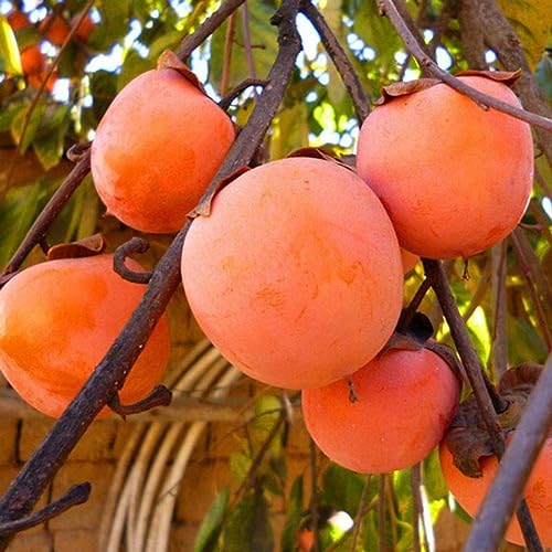 PERZOE 30 piezas de semillas de caqui de frutas deliciosas comestibles, decoración de plantas de árboles de patio de bonsái de jardín Semillas de caqui