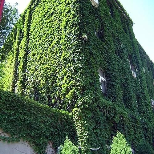 PERZOE Semillas de hiedra verde de 120 piezas, decoración de la pared de la planta del hogar del jardín de la hierba de la enredadera de la cubierta del suelo Semillas de hiedra