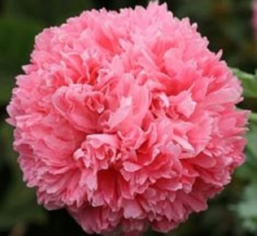 Pink Peony adormidera"Papaver" paeoniflorum 100 semillas