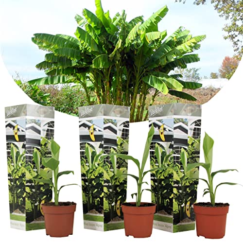 Plant in a Box - Musa Basjoo - Set de 3 - Plantas de plátano resistentes - Maceta 9cm -Altura 25-40cm