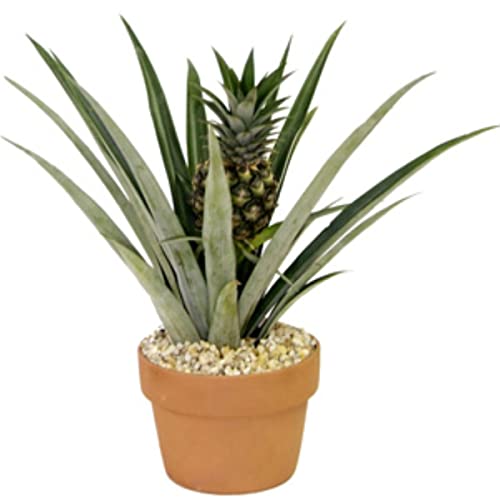 Planta de Piña | Maceta de Cerámica | Ideal para Regalar | Planta Natural | Piña Comestible | Ananas Comosus