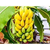planta de plátano enano saludable y frutos de alimentos nutritivos 100pcs / bolsa de semillas de plátano en maceta bonsai semillas de frutas orgánicos para el jardín de