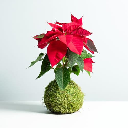 Poinsetia Kokedama | Kokedama de navidad | Plantas con maceta natural