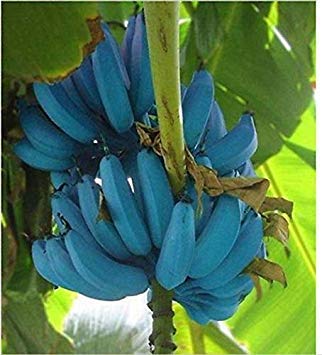 Potseed Germinación Las Semillas: Las Semillas de plátano 100 Unidades Blue Banana deliciosas Rare Fruit Musa Azul de Java