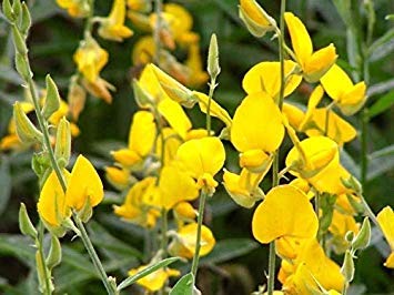 Potseed Las Semillas de germinación: Nuevo 500 Semillas Crotalaria juncea Muy Populares Leguminosas Planta fácil Grow M235 útil