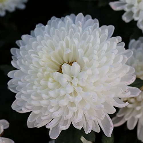 Rotyroya 100 Unids/bolsa Semillas de Crisantemo Semillas de Flores Bonitas Perennes Blancas No OGM Naturales para Jardín de Patio Semillas de crisantemo