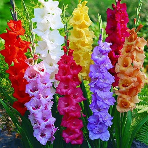 Rotyroya 300 piezas de semillas de gladiolo de colores mezclados, decoración de jardín de flores de plantas ornamentales Bonsai Semillas de gladiolo