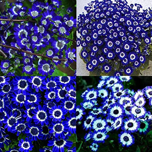 Rotyroya 300 Unids/bolsa Semillas de Crisantemo Fantásticas Semillas de Flores de Jardín Bonsai Azul Sol Completo para Jardín de Su Casa semillas de margarita