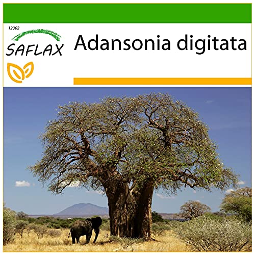 SAFLAX - Árbol del pan del mono - 6 semillas - Con sustrato estéril para cultivo - Adansonia digitata