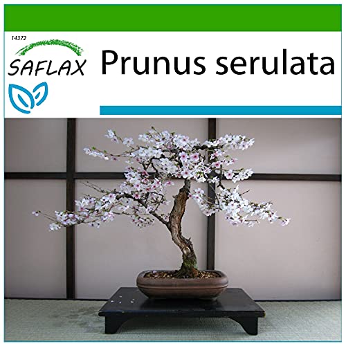 SAFLAX - Cerezo japonés - 30 semillas - Con sustrato estéril para cultivo - Prunus serulata
