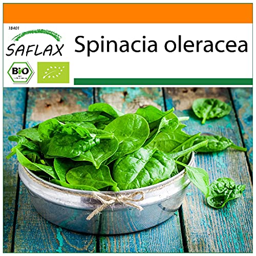 SAFLAX - Garden in the Bag - Ecológico - Espinaca - Gigante de Invierno - 250 semillas - Con sustrato de cultivo en un sacchetto rigido fácil de manejar. - Spinacia oleracea