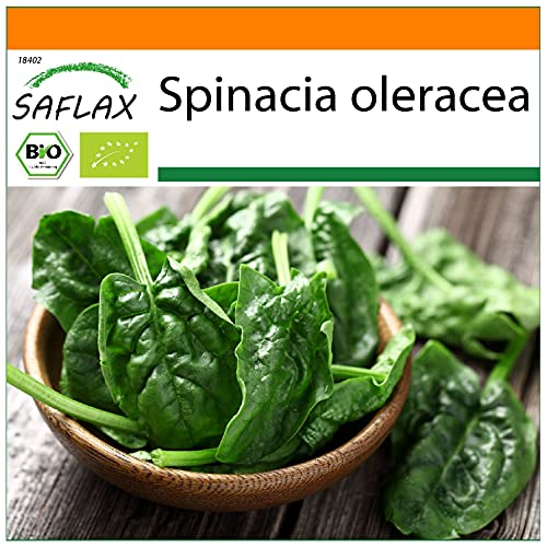 SAFLAX - Garden in the Bag - Ecológico - Espinaca - Matador - 300 semillas - Con sustrato de cultivo en un sacchetto rigido fácil de manejar. - Spinacia oleracea