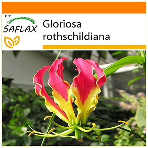 SAFLAX - Garden in the Bag - Glorioso lirio - 15 semillas - Con sustrato de cultivo en un sacchetto rigido fácil de manejar. - Gloriosa rothschildiana