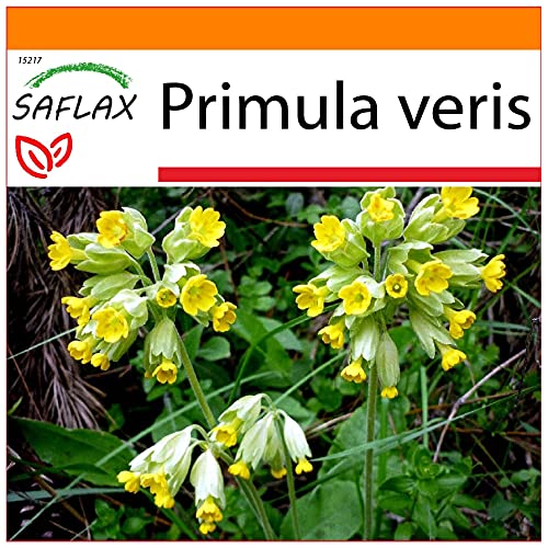 SAFLAX - Garden in the Bag - Primavera - 100 semillas - Con sustrato de cultivo en un sacchetto rigido fácil de manejar. - Primula veris
