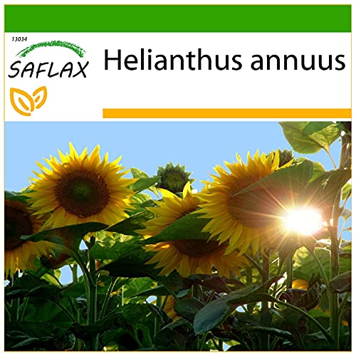 SAFLAX - Girasol Titan - 20 semillas - Con sustrato estéril para cultivo - Helianthus annuus