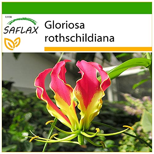 SAFLAX - Glorioso lirio - 15 semillas - Con sustrato estéril para cultivo - Gloriosa rothschildiana