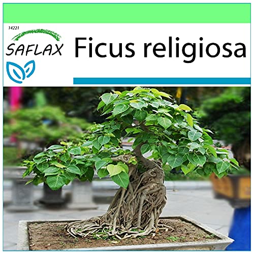 SAFLAX - Higuera sagrada - 100 semillas - Ficus religiosa