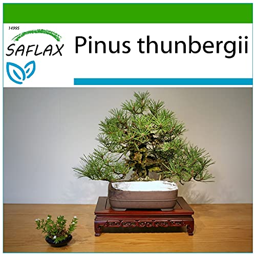 SAFLAX - Pino negro japonés - 30 semillas - Con sustrato estéril para cultivo - Pinus thunbergii