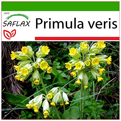 SAFLAX - Primavera - 100 semillas - Con sustrato estéril para cultivo - Primula veris