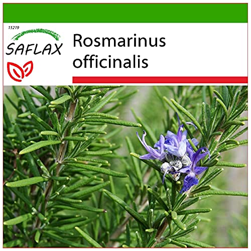 SAFLAX - Romero - 100 semillas - Con sustrato estéril para cultivo - Rosmarinus officinalis
