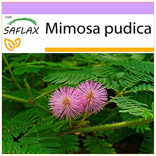 SAFLAX - Sensitiva - 70 semillas - Mimosa pudica